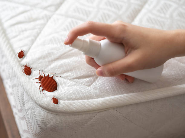 Professional Pest Control in Colma, CA