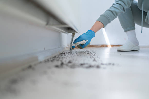 Flea Control Services in Colma, CA